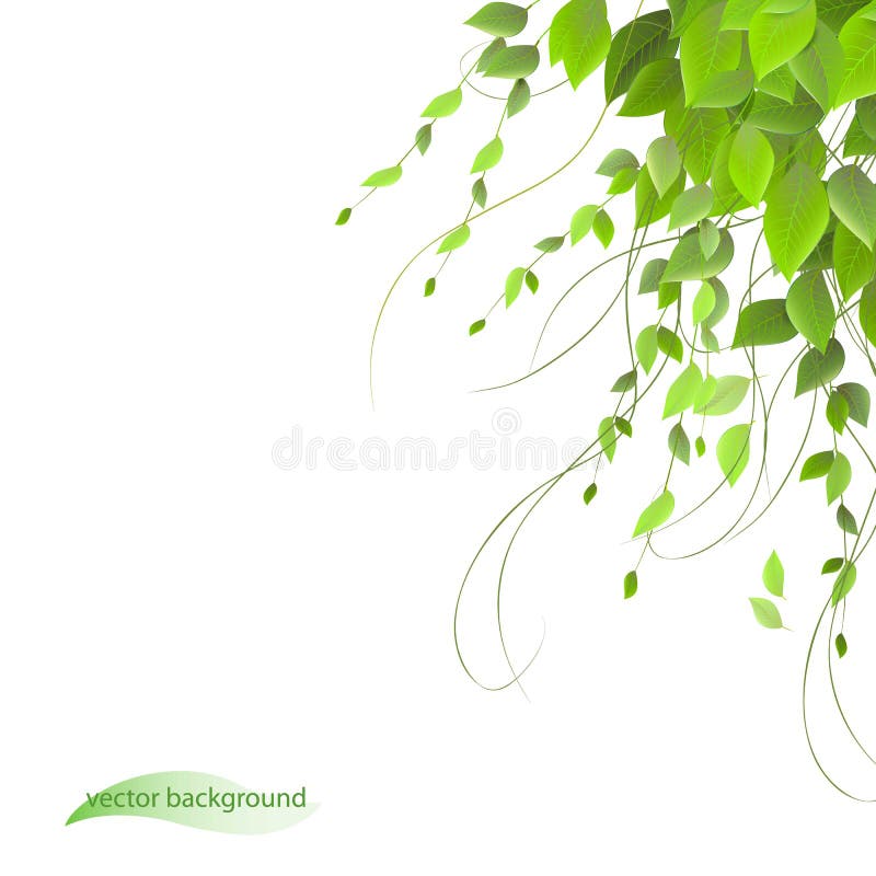 Climbing Plants Stock Illustrations 1,028 Climbing Plants Stock