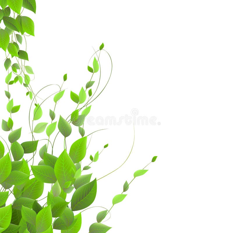 Dense Foliage on a White Background, Climbing Plants, Vector Stock