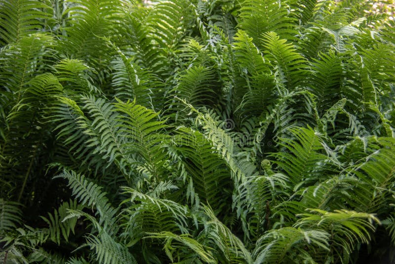 Dense Forest with Fern Plants Stock Image Image of green, pinnate