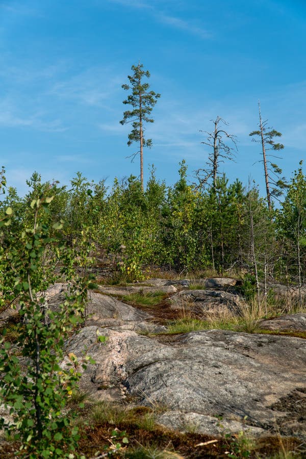 Dense forest scene featuring mixed vegetation, including tall, slim pine trees rising above a layer of smaller, leafy trees and shrubs. The forest floor is rocky, with patches of moss and grass, providing a rugged texture. The sky above is clear and blue, enhancing the vibrant greenery. This type of landscape is indicative of a northern, possibly boreal forest region. Dense patches stock images, royalty-free photos and pictures