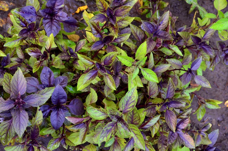 Dense Growing Basil Purple Spice. Stock Photo Image of season, purple