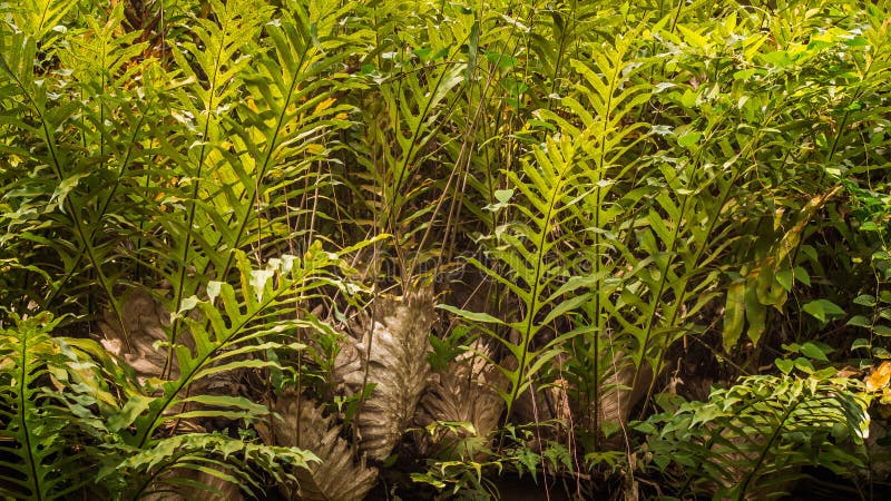 Dense jungle of fern stock photo. Image of environment - 81210388