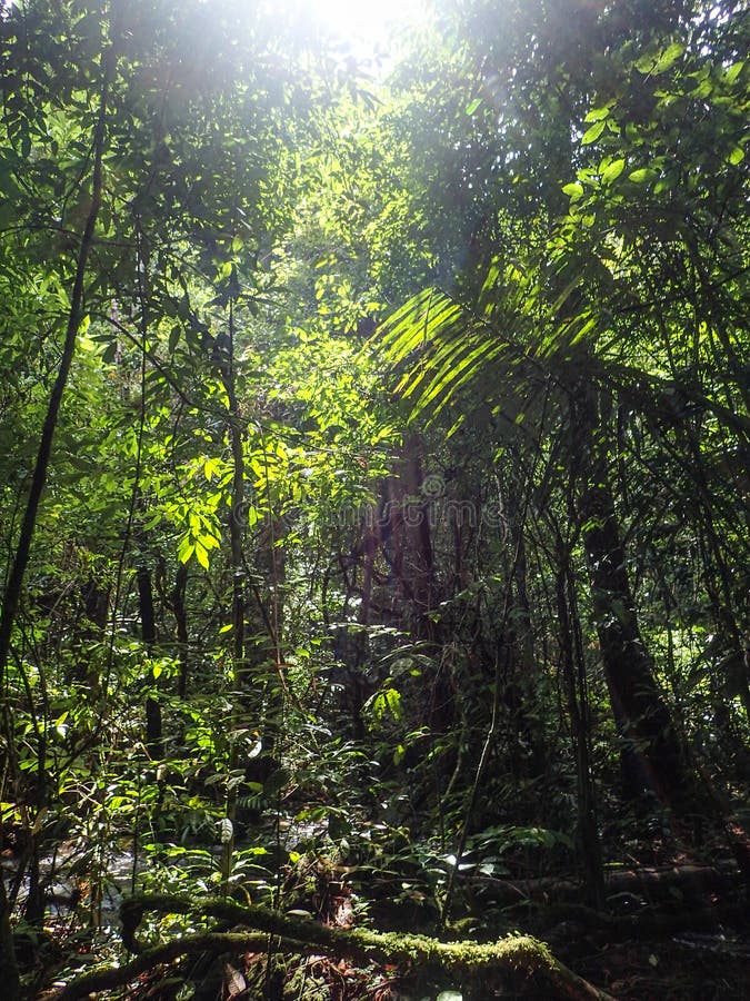 Dense Jungle Foliage Stock Photo - Image: 46016227