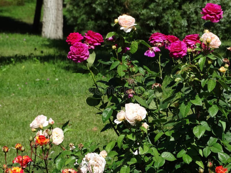Taken by my Gay Rose Bush 2 by Flint Ramrod Taken by my Gay Rose Bush 2 by Flint Ramrod
