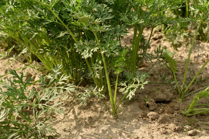 Green Tops of Carrots in the Vegetable Garden. Stock Photo Image of