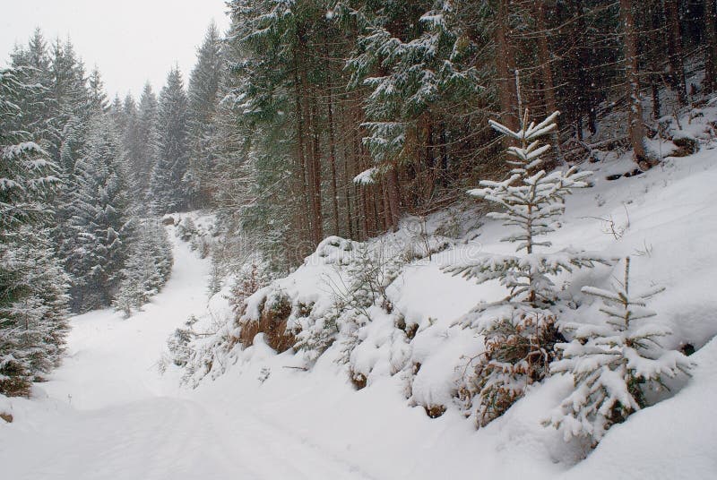 Dense winter forest and road with young trees in snowfall