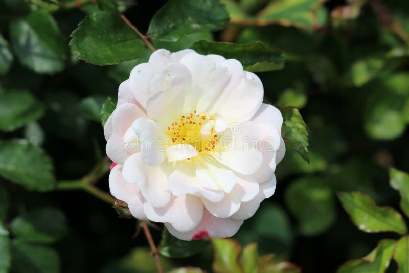 Densely layered rose with fully open blooming pure white with light pink petals and yellow center growing in local garden royalty free stock photos Densely layered rose with fully open blooming pure white with light pink petals and yellow center growing in local garden royalty free stock photos