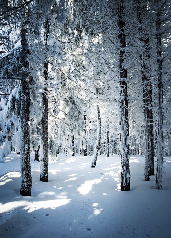 Densely snowy forest stand