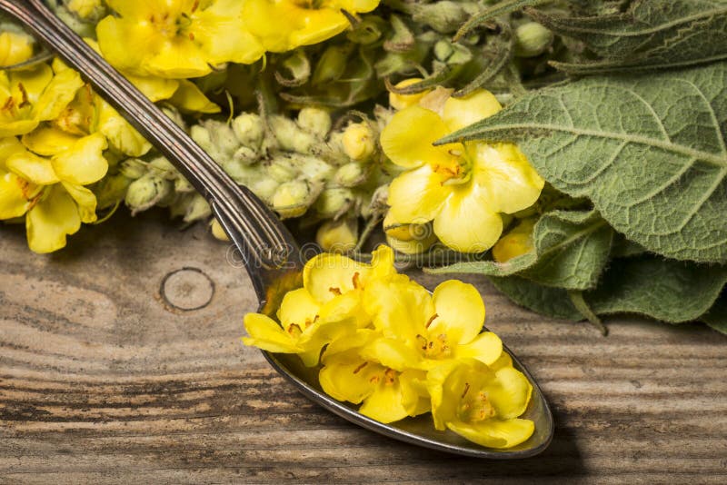 Densiflorum Verbascum - цветок mullein стоковое фото rf Densiflorum Verbascum - цветок mullein стоковое фото rf