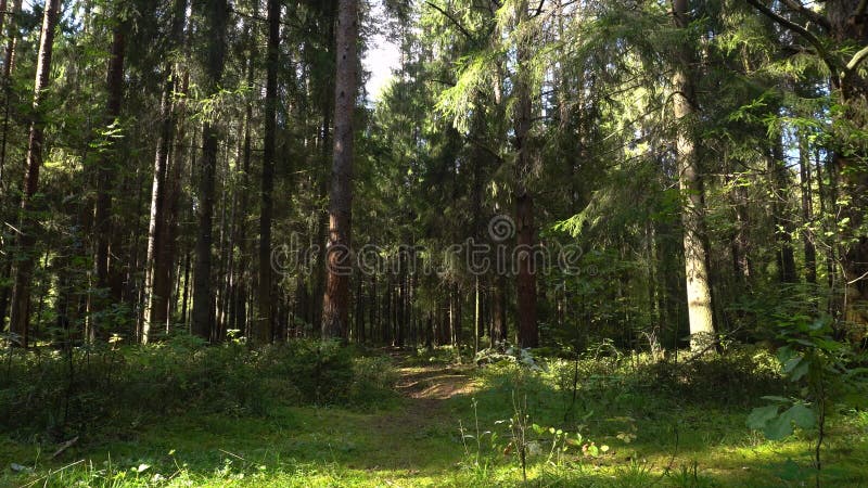 Denso bosque de coníferas en un claro día de verano