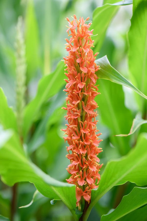 Denso Jengibre Lily Hedychium Densiflorumnbsp Lsquo Assam Orangersquo Flor Naranja Imagen de archivo - Imagen de habitat, asia: 236780531 Denso Jengibre Lily Hedychium Densiflorumnbsp Lsquo Assam Orangersquo Flor Naranja Imagen de archivo - Imagen de habitat, asia: 236780531