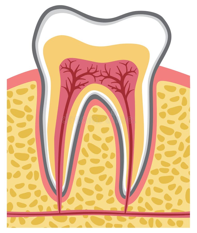 Anatomie dentaire illustration stock. Illustration du dentaire 8747128