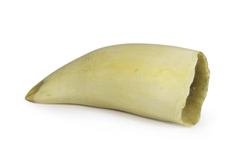 Dent de baleine image stock Dent de baleine image stock