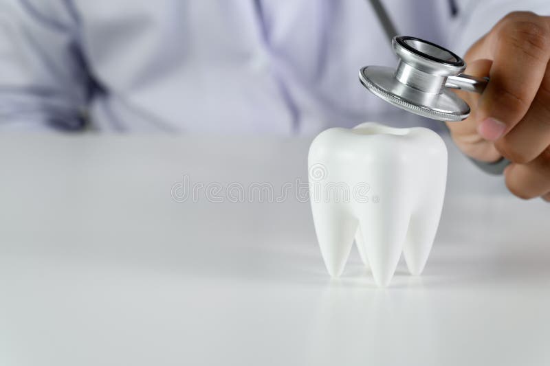 Dental Concept Dental Model and Dental Equipment Dental Hygiene Dentist