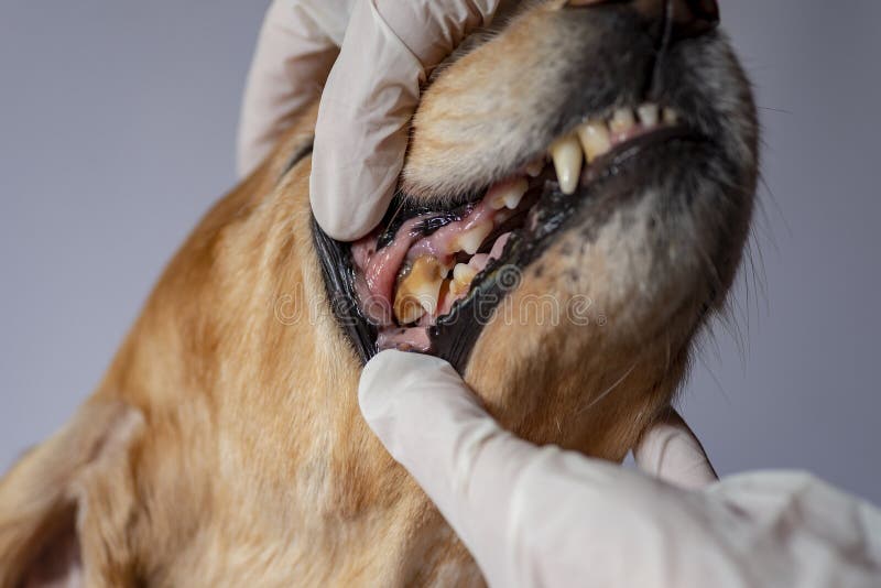 Dental Disease in a Dog, Dental Stone 2019 Stock Photo Image of mouth