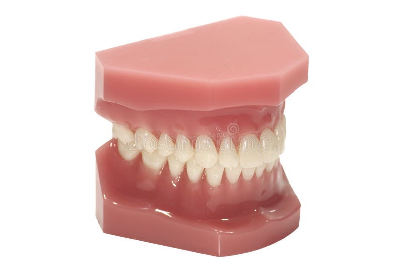 Dental Model stock image. Image of dentist, medicine, gums 985457