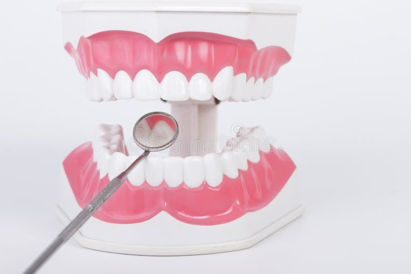 Dentist Use Mirror Examination Dental Model or Tooth Model Stock Image
