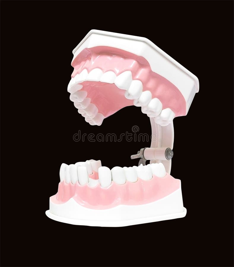 Dental Model of Teeth Isolated on Black Background Clipping Path Stock