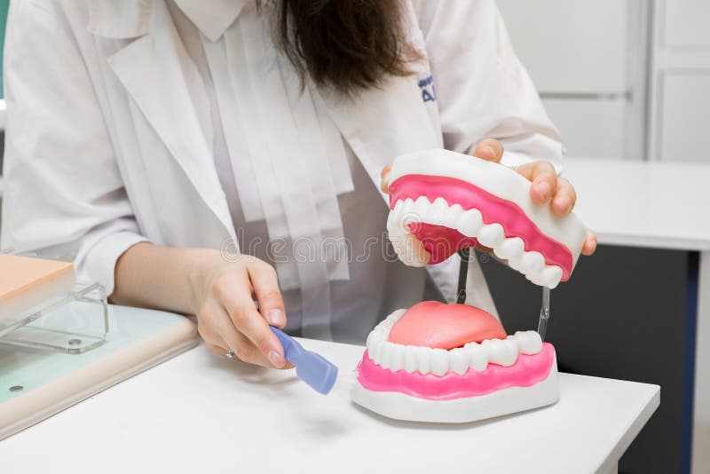 Dental Office. Dentist Brushes Teeth with Toothbrush Stock Photo