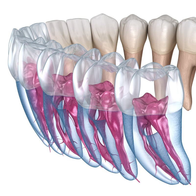 Mandibular nerve hi-res stock photography and images - Alamy