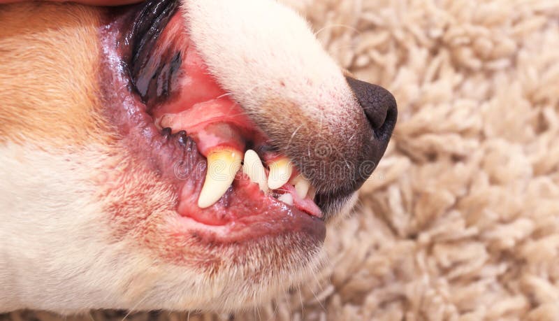 Dente canino do cão em condições más