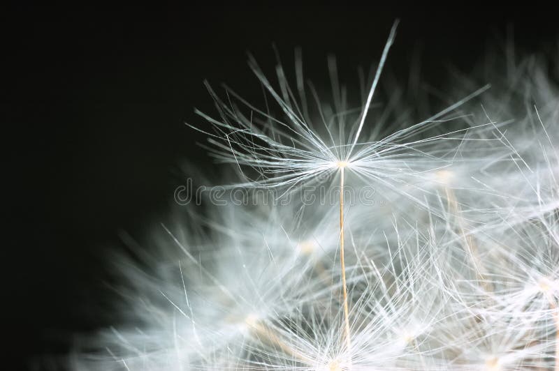 Dandelion bracts close-up: is a globe of fine filaments that are usually distributed by wind; last stage of development of Dandelion flower. Family: Asteraceae Genus: Taraxacum. Dandelion bracts close-up: is a globe of fine filaments that are usually distributed by wind; last stage of development of Dandelion flower. Family: Asteraceae Genus: Taraxacum