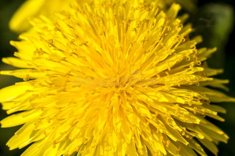 Dente-de-leão amarelo brilhante na mola Feche acima da imagem Fundo macio da flor Foco macio fotos de stock royalty free Dente-de-leão amarelo brilhante na mola Feche acima da imagem Fundo macio da flor Foco macio fotos de stock royalty free