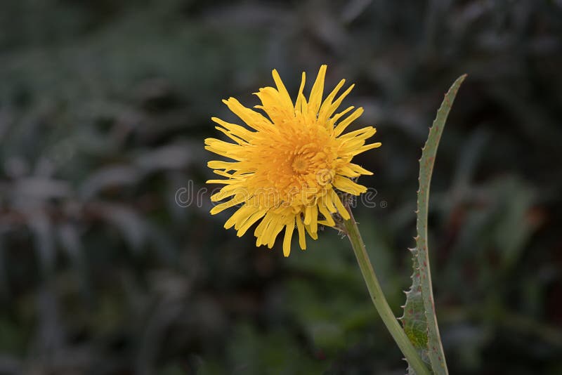 A single yellow flower head of a cats ear false dandelion against a dark green natural background. A single yellow flower head of a cats ear false dandelion against a dark green natural background