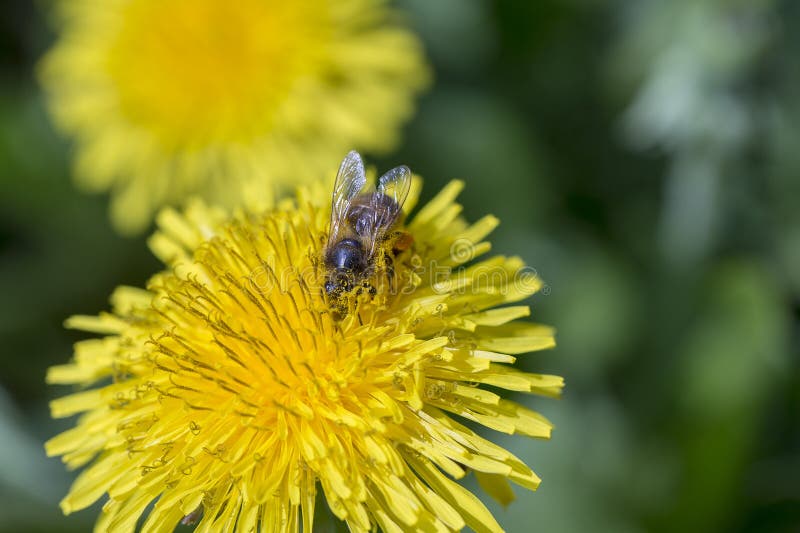 Dente-de-leão, officinale do Taraxacum Flor e abelha amarelas selvagens na natureza, fim acima, vista superior fotografia de stock Dente-de-leão, officinale do Taraxacum Flor e abelha amarelas selvagens na natureza, fim acima, vista superior fotografia de stock