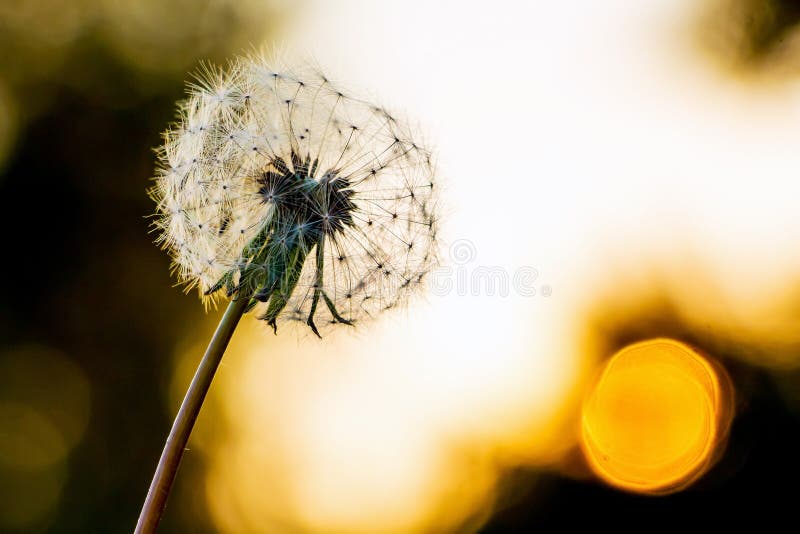 Dente di leone con i semi contro il sole nel evening_ fotografie stock libere da diritti Dente di leone con i semi contro il sole nel evening_ fotografie stock libere da diritti