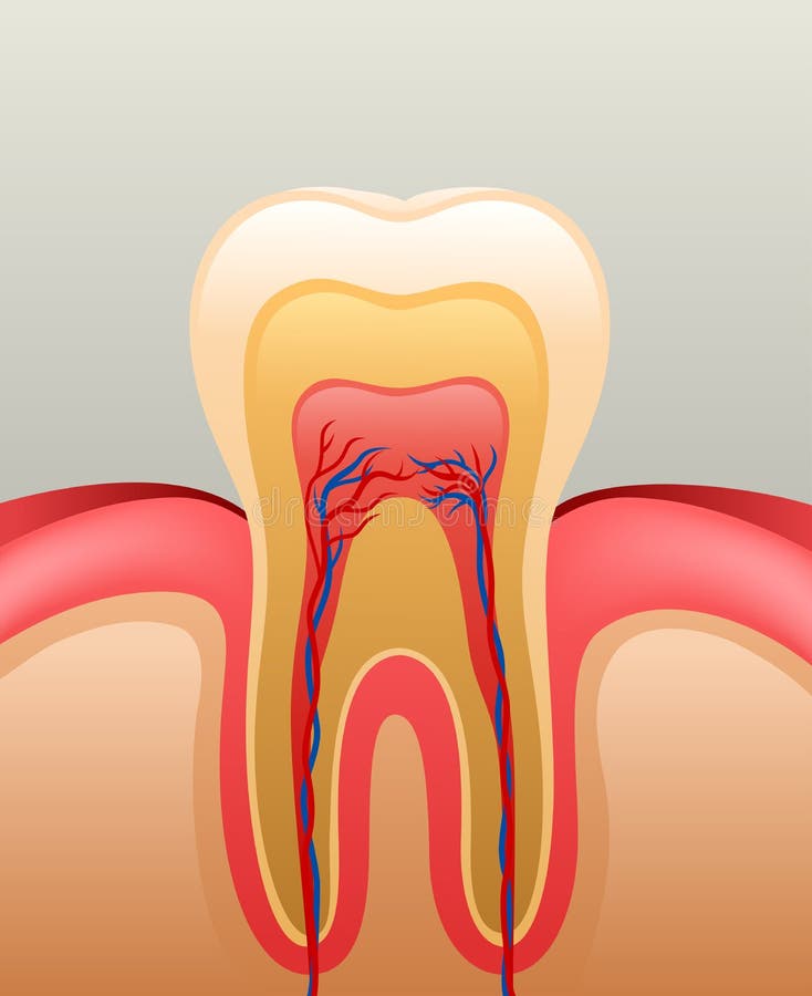Healthy white tooth, gums and bone, detailed anatomy. illustration. Healthy white tooth, gums and bone, detailed anatomy. illustration