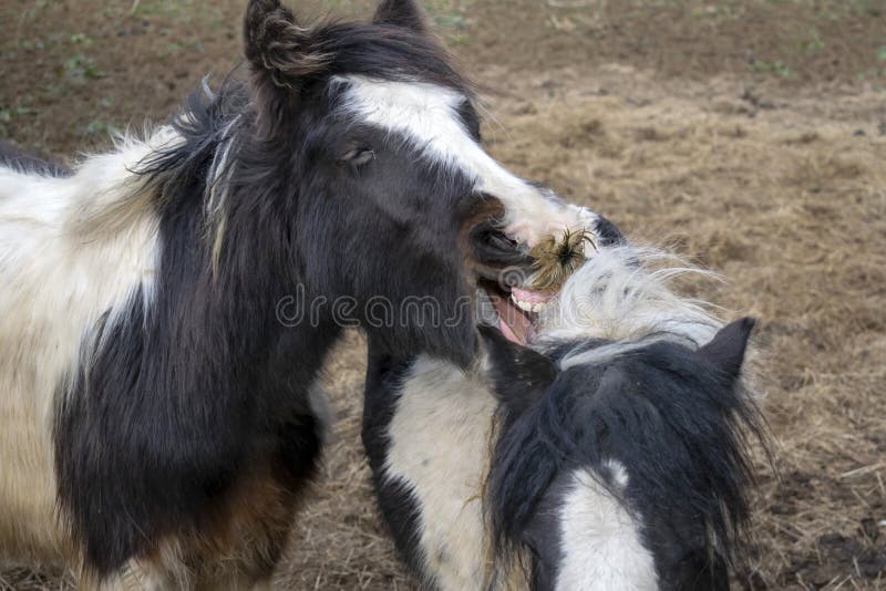 Cavalo Na Frente Do Céu Azul Imagem de Stock - Imagem de branco, dentes:  83381485