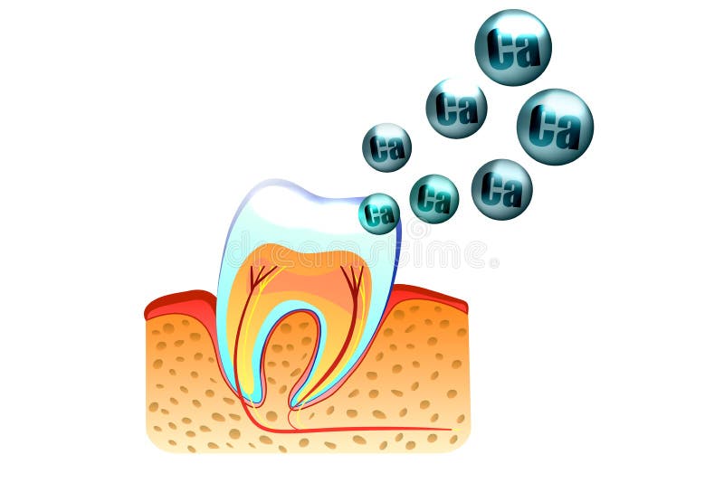 Dentes e cálcio ilustração do vetor Dentes e cálcio ilustração do vetor