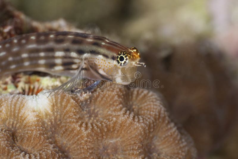 Dentex blenny stock photography