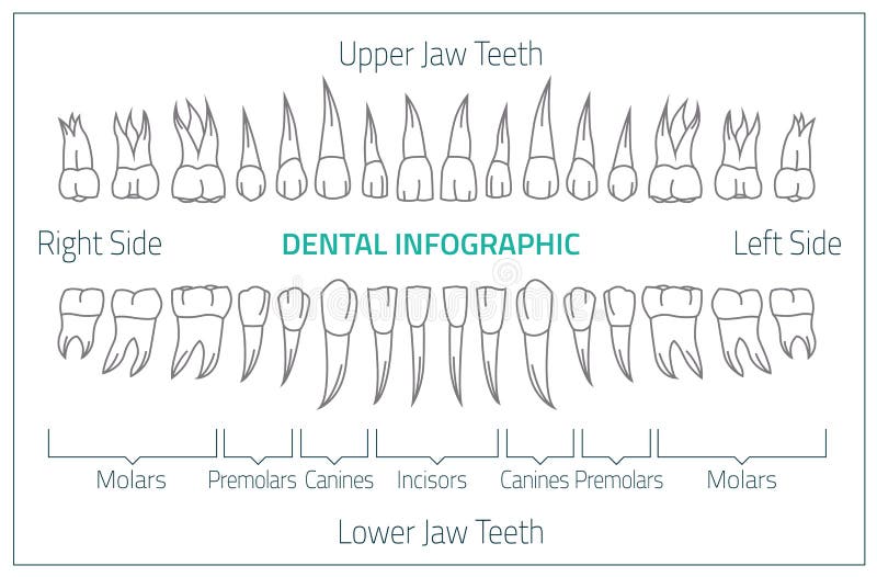 Denti 01 B-08 infographic royalty illustrazione gratis Denti 01 B-08 infographic royalty illustrazione gratis