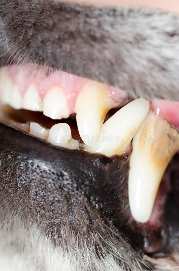 Closeup macro shot of dog teeth. Closeup macro shot of dog teeth