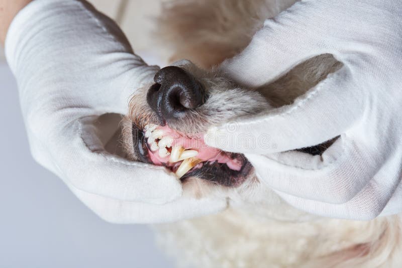 Denti di cane di guarigione fotografia stock Denti di cane di guarigione fotografia stock