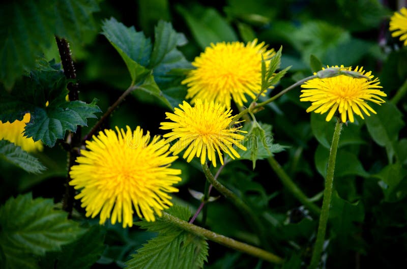 Denti di leone gialli fotografie stock libere da diritti Denti di leone gialli fotografie stock libere da diritti