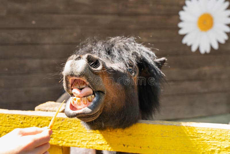 denti divertenti di sorriso e di manifestazione del cavallino Mangi le carote fotografia stock libera da diritti denti divertenti di sorriso e di manifestazione del cavallino Mangi le carote fotografia stock libera da diritti