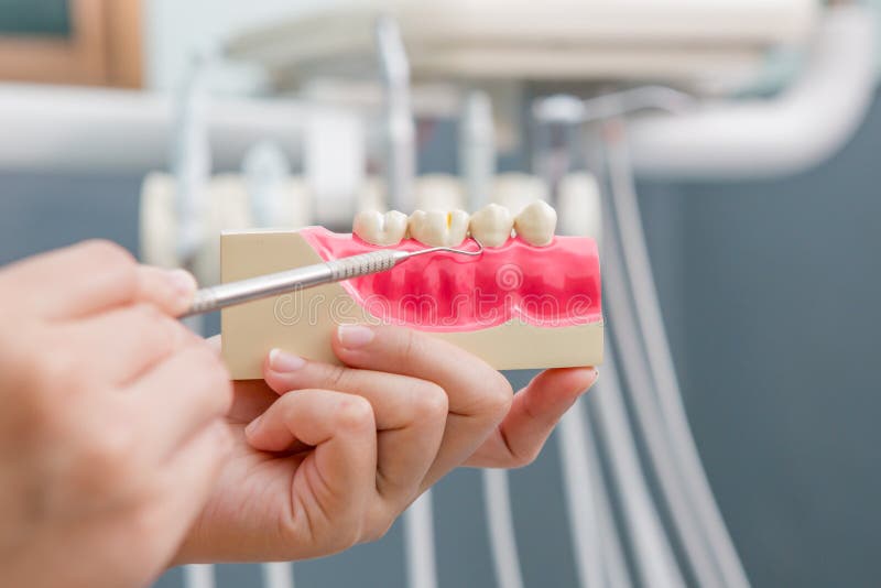 Dentist Demonstrate Tooth Brushing Stock Photo Image of material