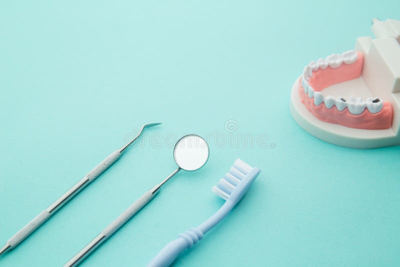 Dentist Demonstration Teeth Model with Flesh Pink Gums and Dentist Tool