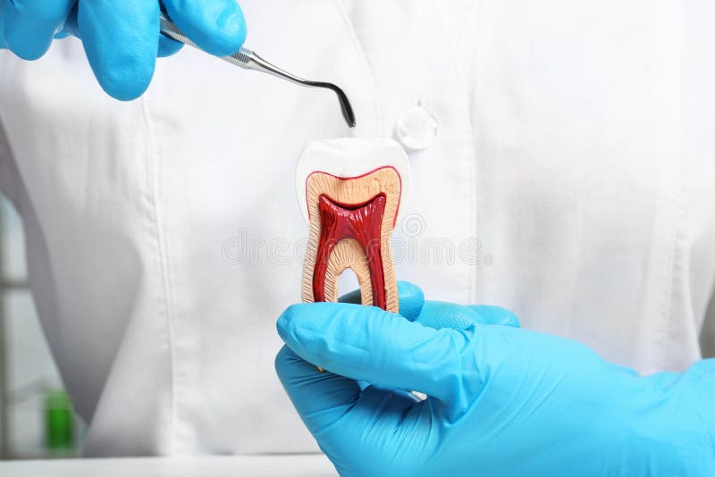 Dentist holding educational model of tooth and professional tool stock photos