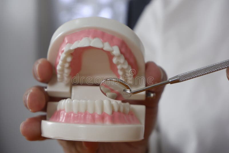 Dentist Using Tools on Teeth Model in Dental Office/ Professional Dental Clinic, Dental and