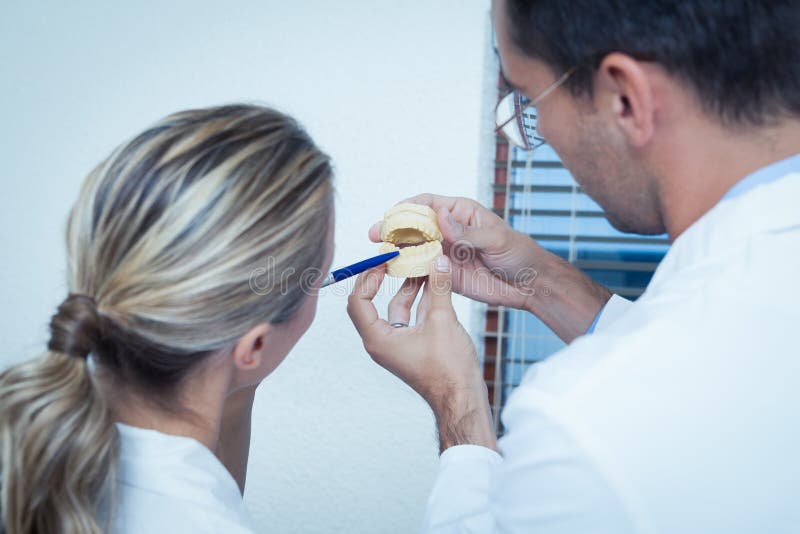 Concentrated two dentists looking at mouth model. Concentrated two dentists looking at mouth model