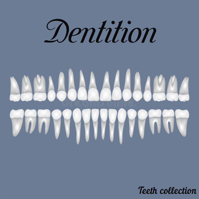 dentition illustration stock dentition illustration stock