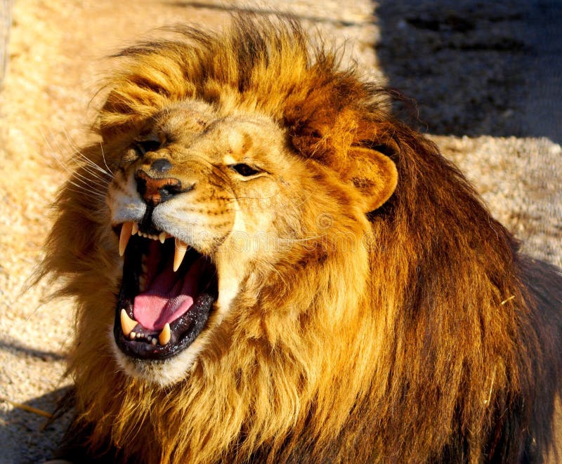 Dents de lions photo stock. Image du hurlement, mâle 11263096