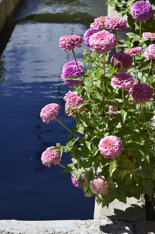 Denver Botanical Gardens: Zinnias and Water royalty free stock images Denver Botanical Gardens: Zinnias and Water royalty free stock images