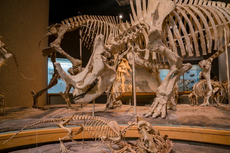 Dinosaur Specimen of the Denver Museum of Nature and Science Editorial Stock Photo Image of