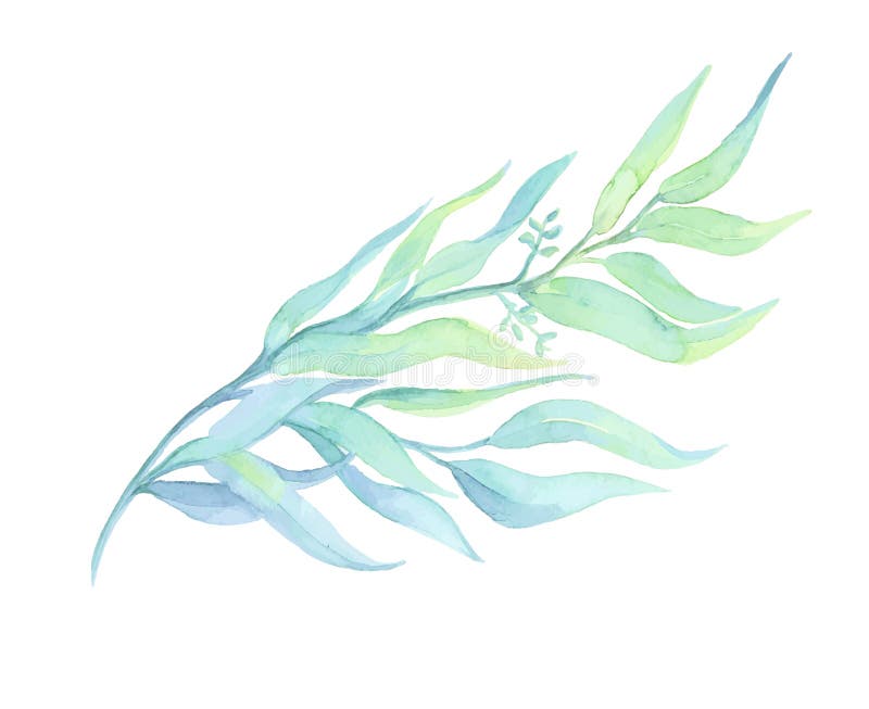 Deocration disegnato acquerello della pianta verde su fondo bianco illustrazione di stock Deocration disegnato acquerello della pianta verde su fondo bianco illustrazione di stock