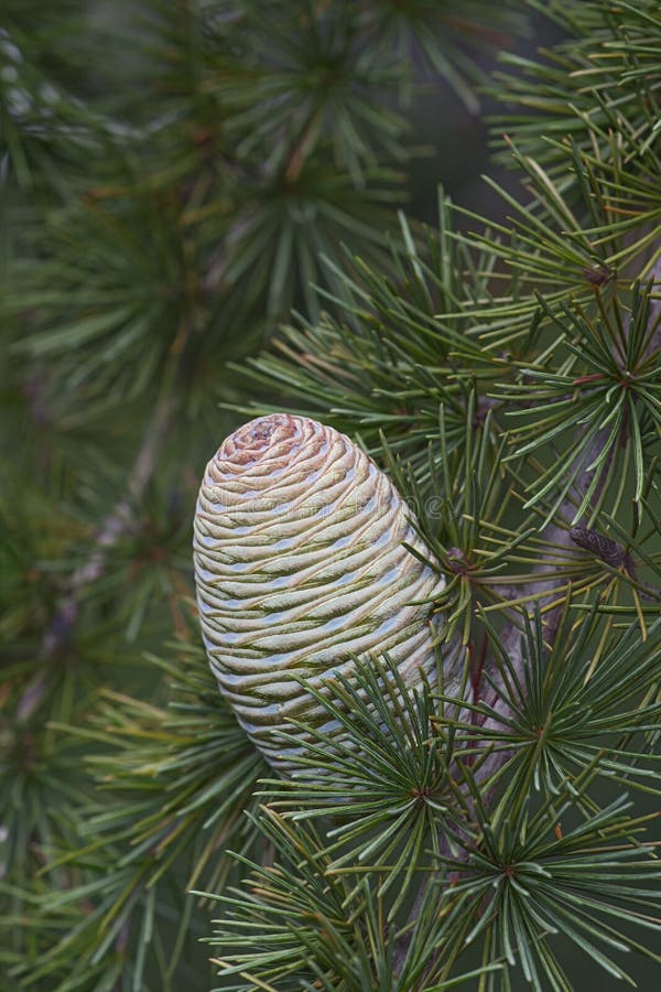 Deodar cedar cone.